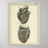 1831 Heart Anatomy Print (Voorkant)
