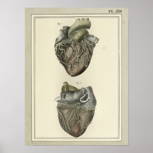 1831 Heart Anatomy Print (Voorkant)