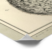 1831 Hersenanatomie afdrukken Poster (Hoek)