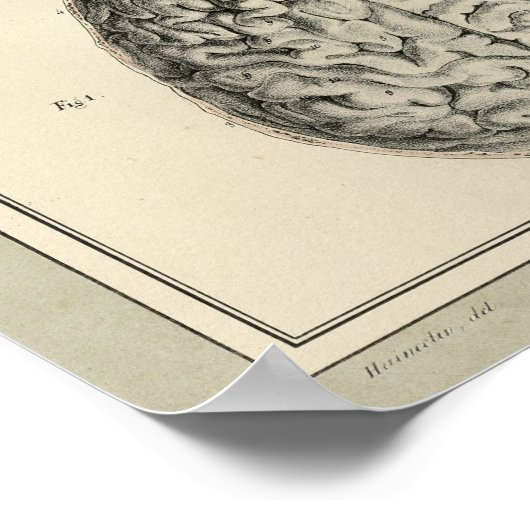  1831 Hersenanatomie afdrukken Poster (Hoek)