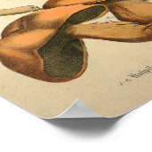 1831 paddenstoel Variëteit Groen bruin afdrukken Poster (Hoek)