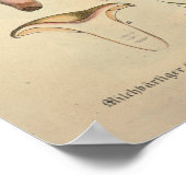 1831 paddenstoel Variëteit Groen bruin afdrukken Poster (Hoek)