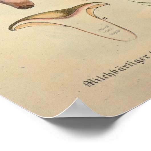  1831 paddenstoel Variëteit Groen bruin afdrukken Poster (Hoek)