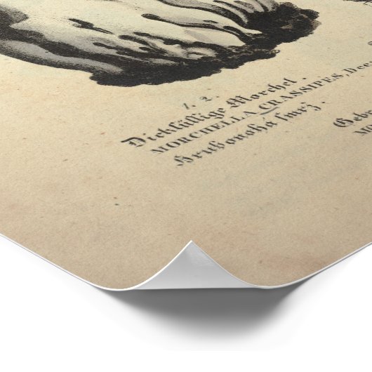  1831 paddenstoel Variëteit Groen bruin afdrukken Poster (Hoek)