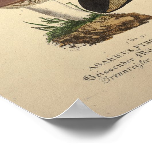 1831 paddenstoel Variëteit Groen bruin afdrukken Poster (Hoek)