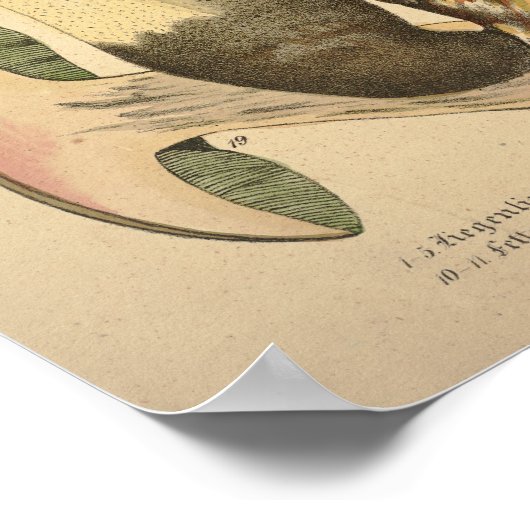  1831 paddenstoel Variëteit Groen bruin afdrukken Poster (Hoek)