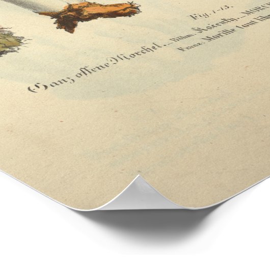 1831 paddenstoel Variëteit Groen bruin afdrukken Poster (Hoek)