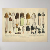 1831 paddenstoel Variëteit Groen bruin afdrukken Poster (Voorkant)