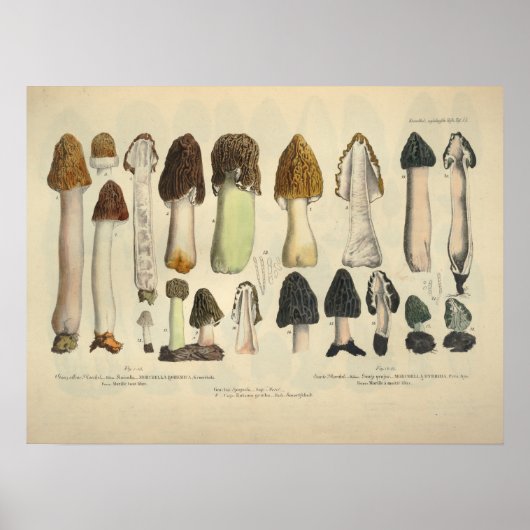 1831 paddenstoel Variëteit Groen bruin afdrukken Poster (Voorkant)