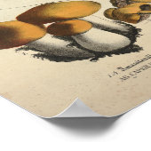 1831 paddenstoel Variëteit Groen bruin afdrukken Poster (Hoek)