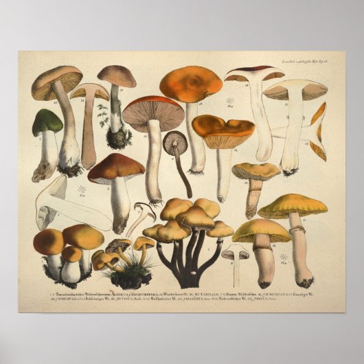 1831 paddenstoel Variëteit Groen bruin afdrukken Poster (Voorkant)