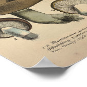 1831 paddenstoel Variëteit Groen bruin afdrukken Poster (Hoek)