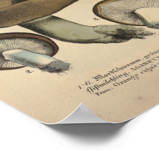  1831 paddenstoel Variëteit Groen bruin afdrukken Poster (Hoek)