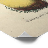  1831 paddenstoel Variëteit Roze Gele Druk Poster (Hoek)