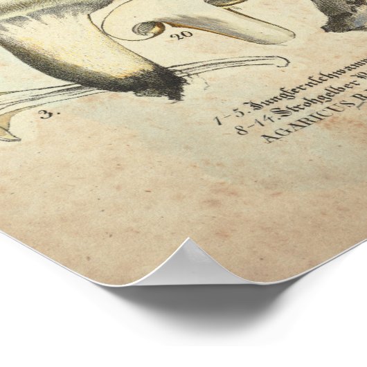 1831 paddenstoel Variety Gellow Brown Print (Hoek)