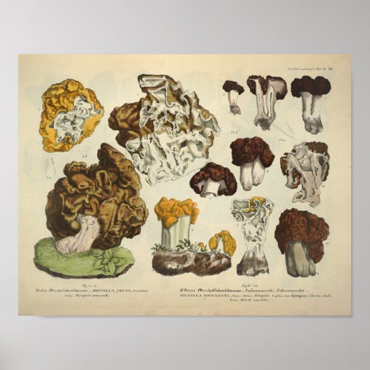  1831 paddenstoel Variety Gellow Brown Print (Voorkant)