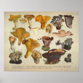 1831 paddenstoel Variety Gellow Brown Print (Voorkant)