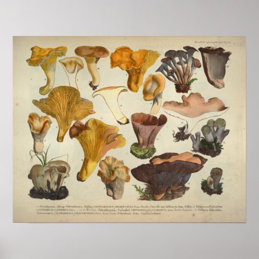  1831 paddenstoel Variety Gellow Brown Print (Voorkant)