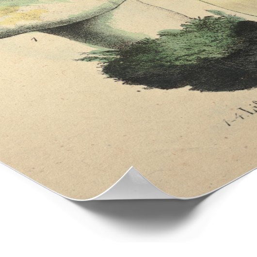 1831 paddenstoelvariëteit Blauw bruin afdrukken Poster (Hoek)