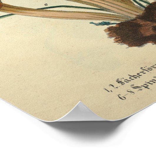 1831 paddenstoelvariëteit Bruin Fungus Print (Hoek)