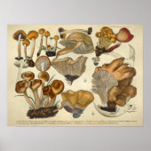 1831 paddenstoelvariëteit Bruin Fungus Print (Voorkant)