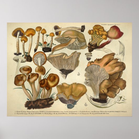  1831 paddenstoelvariëteit Bruin Fungus Print (Voorkant)