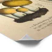  1831 paddenstoelvariëteit Bruin Geel Druk Poster (Hoek)