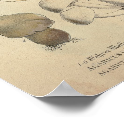  1831 paddenstoelvariëteit Bruin Pet afdrukken Poster (Hoek)