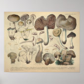  1831 paddenstoelvariëteit Bruin Pet afdrukken Poster (Voorkant)