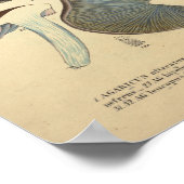 1831 paddenstoelvariëteit Bruin Rood afdrukken Poster (Hoek)