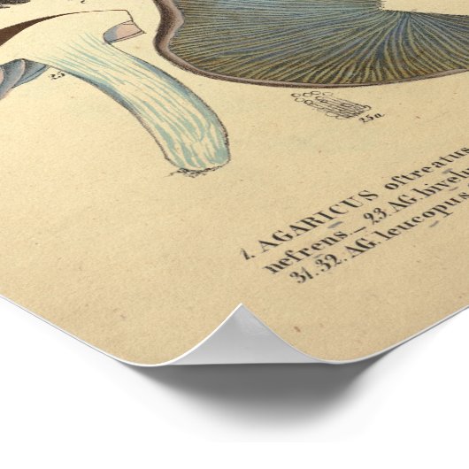  1831 paddenstoelvariëteit Bruin Rood afdrukken Poster (Hoek)