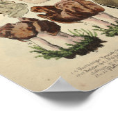  1831 paddenstoelvariëteit Fungus Brown Print (Hoek)