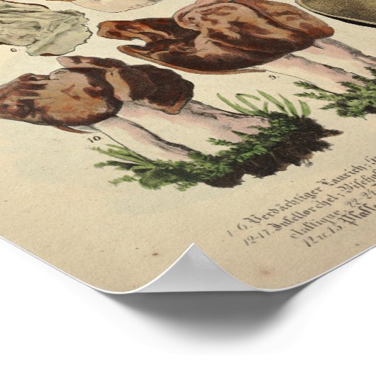  1831 paddenstoelvariëteit Fungus Brown Print (Hoek)