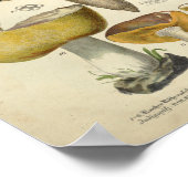  1831 paddenstoelvariëteit Geel groen afdrukken Poster (Hoek)