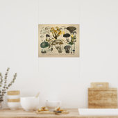  1831 paddenstoelvariëteit Geel groen afdrukken Poster (Keuken)