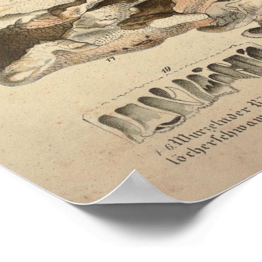  1831 paddenstoelvariëteit Geel groen afdrukken Poster (Hoek)