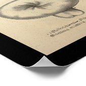 1831 paddenstoelvariëteit Geel groen afdrukken Poster (Hoek)