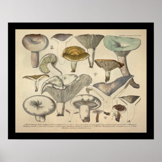 1831 paddenstoelvariëteit Geel groen afdrukken Poster (Voorkant)