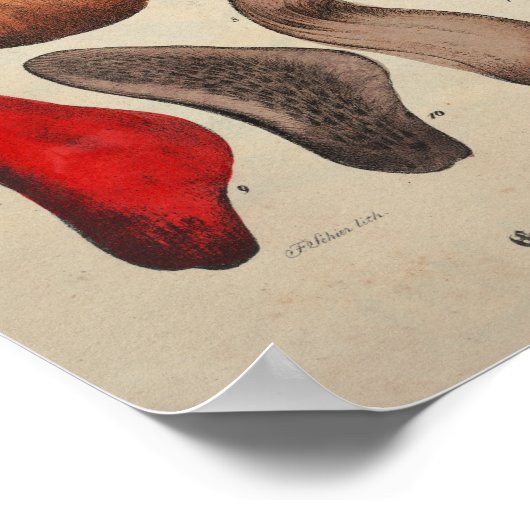 1831 paddenstoelvariëteit Geel rood afdrukken Poster (Hoek)