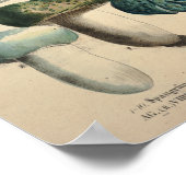  1831 paddenstoelvariëteit Groen Blauw afdrukken Poster (Hoek)