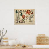  1831 paddenstoelvariëteit Groen rood afdrukken Poster (Keuken)