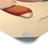 1831 paddenstoelvariëteit Rood Blauw afdrukken Poster (Hoek)