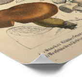  1831 paddenstoelvariëteit Rood Blauw afdrukken Poster (Hoek)