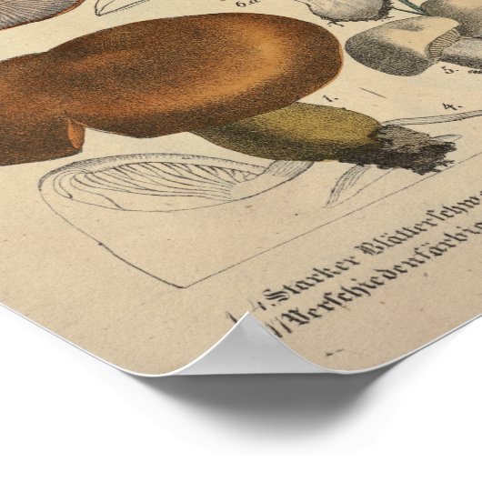  1831 paddenstoelvariëteit Rood Blauw afdrukken Poster (Hoek)