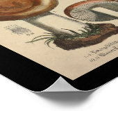  1831 paddenstoelvariëteit Rood bruin afdrukken Poster (Hoek)