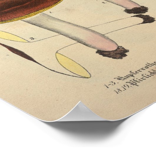  1831 paddenstoelvariëteit Rood Oranje afdrukken Poster (Hoek)