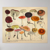 1831 paddenstoelvariëteit Rood Oranje afdrukken Poster (Voorkant)