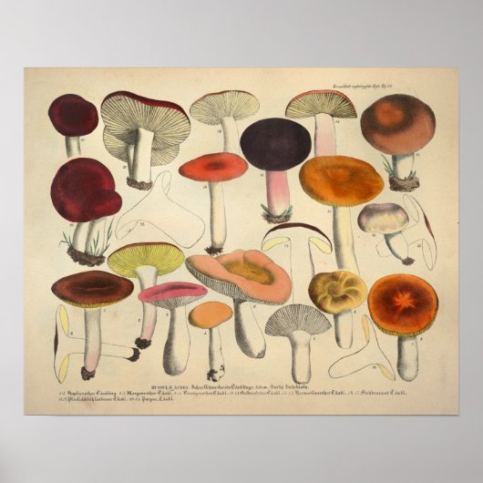  1831 paddenstoelvariëteit Rood Oranje afdrukken Poster (Voorkant)