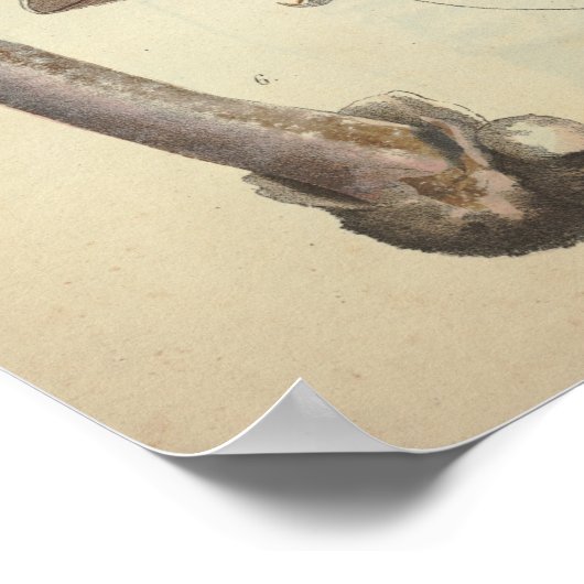  1831 paddenstoelvariëteit White Brown Print (Hoek)