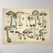  1831 paddenstoelvariëteit White Brown Print (Voorkant)